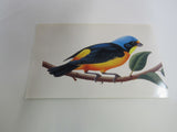 USPS Scott UX293 20c Antillean Euphonia Postal Card Tropical Birds -- New