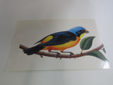 USPS Scott UX293 20c Antillean Euphonia Postal Card Tropical Birds -- New