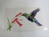USPS Scott UX294 20c Green Throated Carib Humming Bird Postal Card -- New
