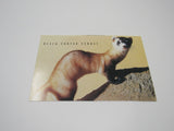 USPS Scott UX265 Vintage 20c Black Footed Ferret Endangered Species Postal Card -- New