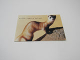 USPS Scott UX265 Vintage 20c Black Footed Ferret Endangered Species Postal Card -- New