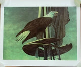 Chester Fields Print Eagle 20in x 24in Signed 185/275 -- Used