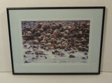 Custom Made Framed Matted Photograph Walrus 15in x 11in x 1in  Vintage  Glass Paper -- Used