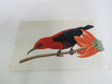 USPS Scott UX296 20c Cardinal Honeyeater Postal Card Tropical Birds -- New