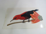 USPS Scott UX296 20c Cardinal Honeyeater Postal Card Tropical Birds -- New