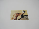 USPS Scott UX265 Vintage 20c Black Footed Ferret Endangered Species Postal Card -- New